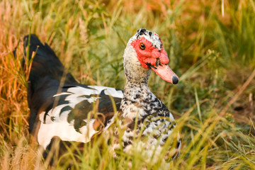 Duck with red head standing on green grass. 
