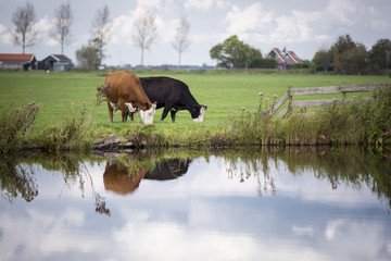 Dutch Holstein dairy cows grazing in field, the Netherlands