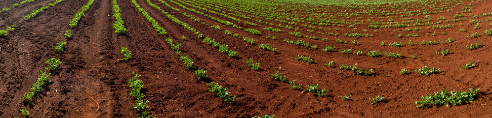 plantação amendoim