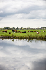 Fototapeta na wymiar Dutch Holstein dairy cows grazing in field, the Netherlands