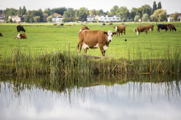 Dutch Holstein dairy cows grazing in field, the Netherlands