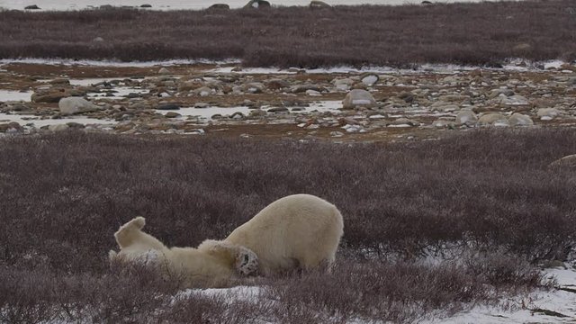 Slow motion - two polar bears wrestle in willows as third walks by