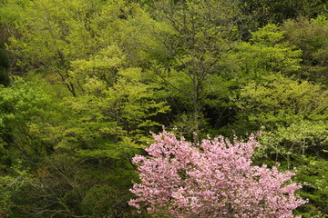八重桜と新緑