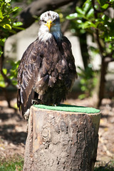 Falconery Bird of prey, bald eagle