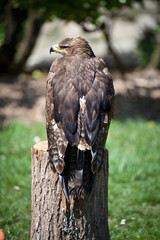 Falconery Bird of prey, hawk