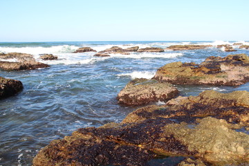Fototapeta na wymiar 磯場の岩海苔