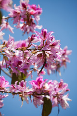 Fototapeta na wymiar Tree in blossom