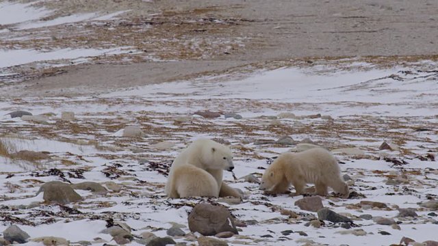 Family of polar bears chewing kelp on snowy rocky landscape