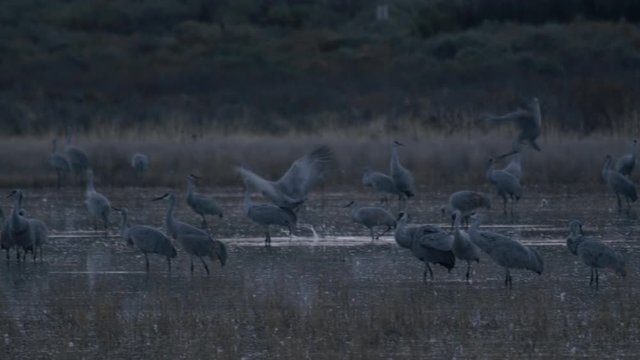 Sandhill Cranes Land in Flock in Marsh