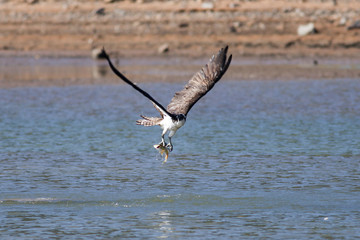 Osprey catching a fish