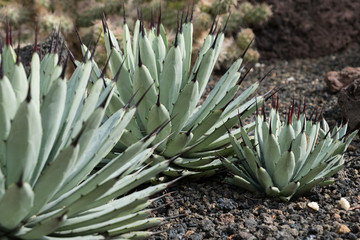 cactus garden , succulent plant garden, aloe