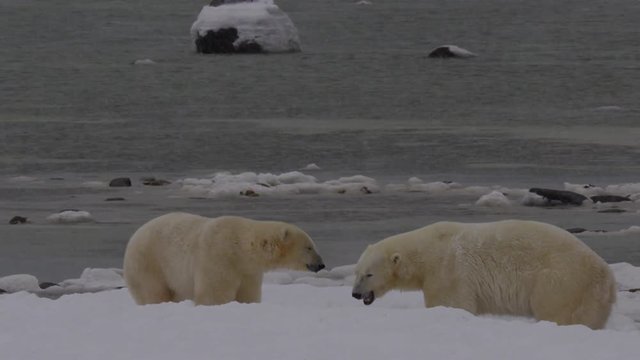 Slow motion - Polar bears on frozen beach shake and rest