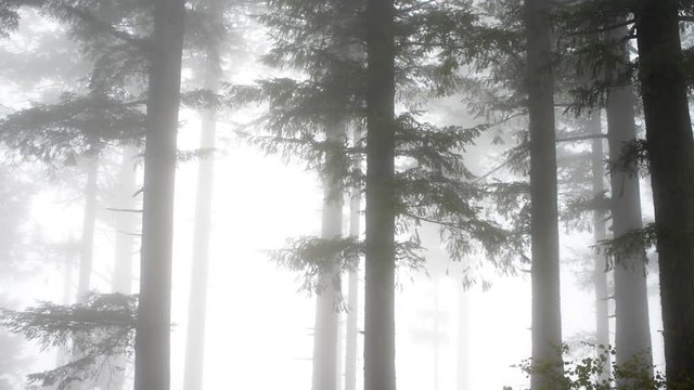 Several Fir Trees in a forest engulfed by fog, branches moving in the wind, trees in the distance only visible as silhouettes.