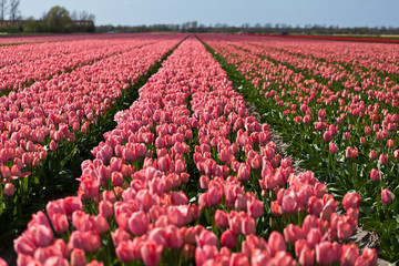 Spring in the Netherlands, pink tulips field