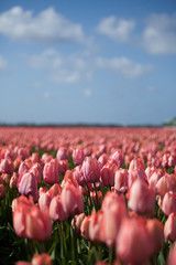 Spring in the Netherlands, pink tulips field with blue sky and white clouds background