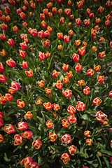 Fototapeta premium Spring in the Netherlands, ornage tulips field viewed from above