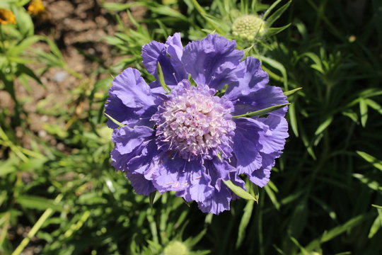 Pale blue hybrid "Caucasian Pincushion Flower" (or Caucasian Scabious) in St. Gallen, Switzerland. Its Latin name is Scabiosa Caucasica Fama, native to Caucasus.
