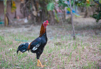 Cockfight in nature,Thailand