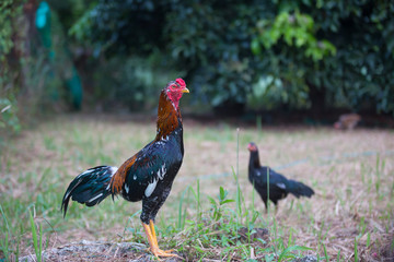 Cockfight in nature,Thailand
