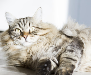 Fototapeta na wymiar long haired cat of siberian breed, brown tabby