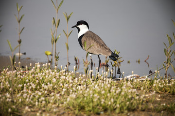 Spur-winged lapwing