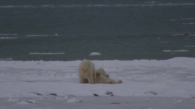 Slow motion - polar bears wrestle on sea ice next to water
