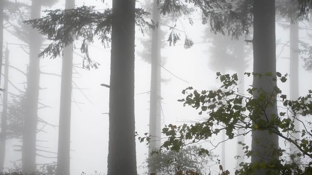 Several Fir Trees in a foggy forest. Branches moving in the wind, trees in the distance only visible as silhouettes.