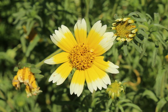 Yellow and white "Coastal Tidytips" flower in St. Gallen, Switzerland. Its Latin name is Layia Platyglossa, native to California in USA.