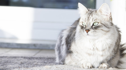 beautiful silver female cat of siberian breed in the house