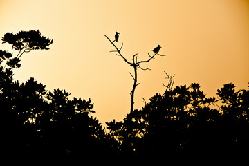 Kingfishers silhouette in the sunset