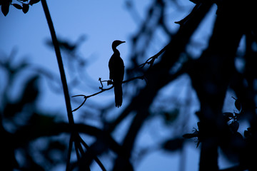 shadow of a cormoran perched in a tree