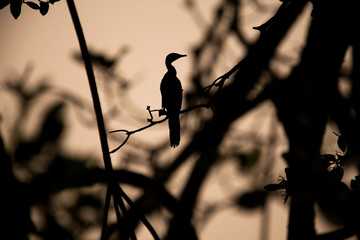 shadow of a cormoran perched in a tree