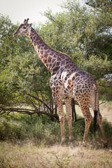 Giraffe eating leaves on tree