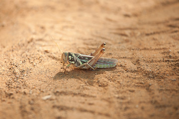 Grasshopper, Senegal, Africa