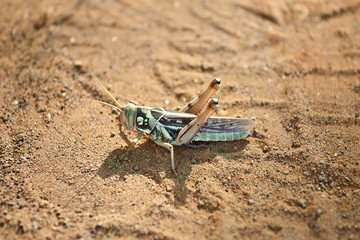 Grasshopper, Senegal, Africa