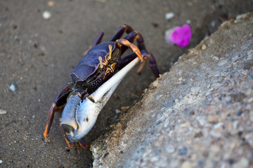 Fiddler crab, senegal