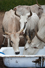 Zebu drinking from an old bath tub, Ferlo, Senegal