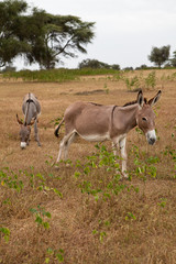 Donkeys, Ferlo, Senega,