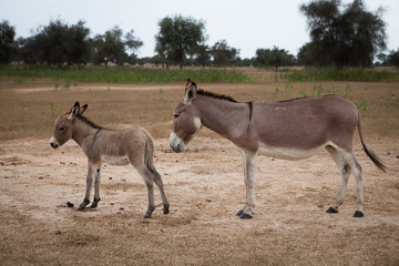 Naklejka na ściany i meble Donkey with baby, Ferlo, Senegal,