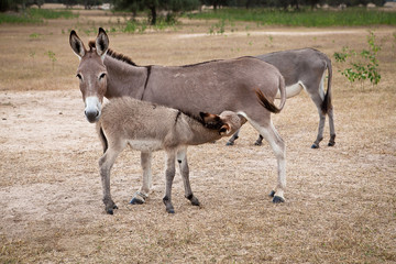 Fototapeta premium Donkey with baby donkey suckling