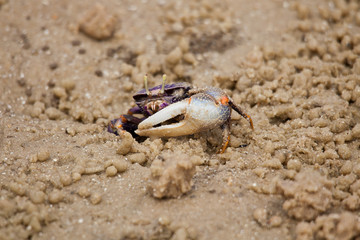 Sand fiddler crab