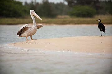 Pelican and black egret, langue de barbarie, Senegal