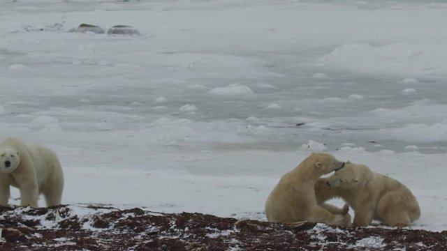 Slow motion - two polar bears grapple on ice while third watches