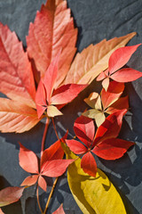 Red and orange tint autumnal leaves composition