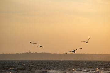 Sea Gulls Silhouette fly over the sea with sunlight background
