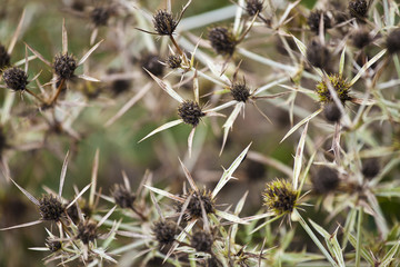 Dried Thistle close up