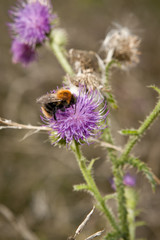 Obraz premium bee foraging on a milk thistle flowerhead