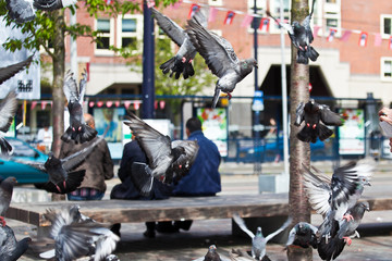 People sitting on a bench in the city, pigeons flying around, Amsterdam