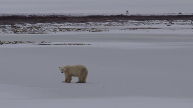 Polar bear family plods together across frozen pond to willows
