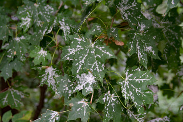 Green tree foliage in spring city park